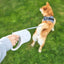 PETKIT Go Free Dog Retractable Leash 4.5m