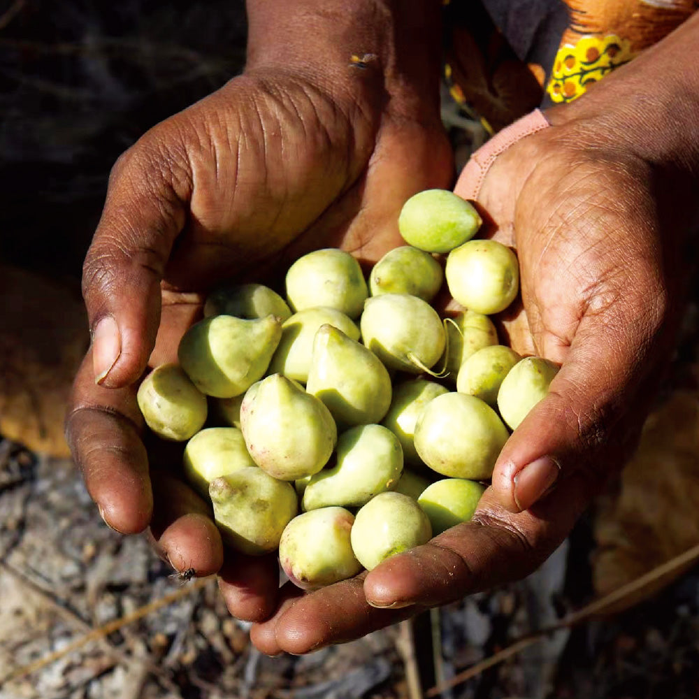 [SAMPLE] TALENTAIL Chicken with Brown Rice Kibble Dog Food for Adult Dogs 70g