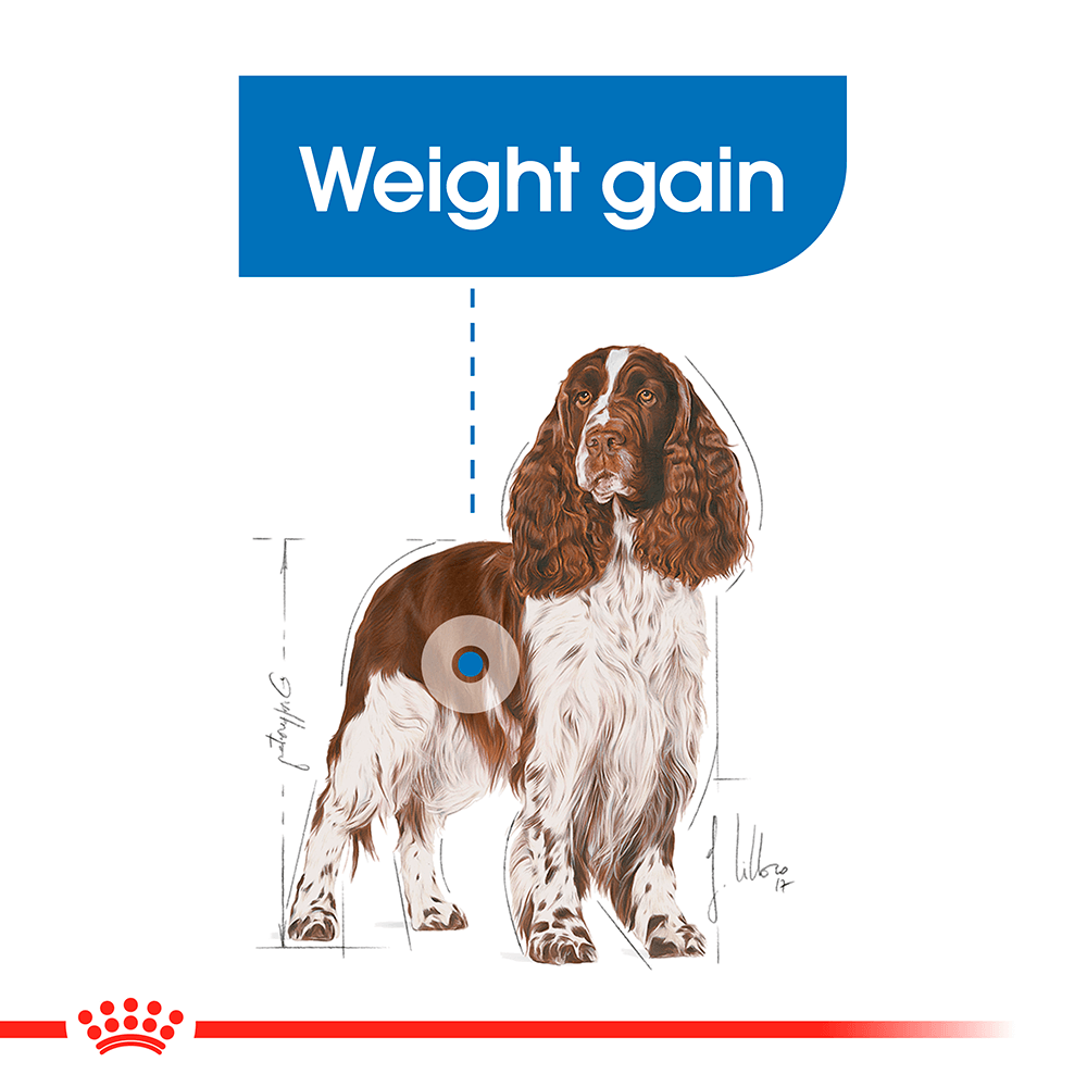 ROYAL CANIN Medium Light Weight Care Adult Dry Dog Food 3kg